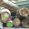 木の耐久性　心（芯）材と芯持ち材の違い