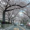 桜春の敷調と食べ物
