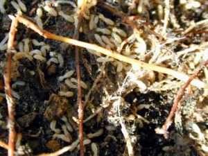 ものすごい数のシロアリ。木箱が地面に接しているために、土から直接かじっている。そのため普通の黒蟻に次から次へ捕らえられる。黒蟻も特別なものでなくどこにでもいる蟻だ。（黒蟻の体長6から7ミリ程度） 右の写真はコロニーのある木の切り株と木の箱。数年前に枯れたので切断。土は幅30ｃｍしかないのにシロアリはいた。